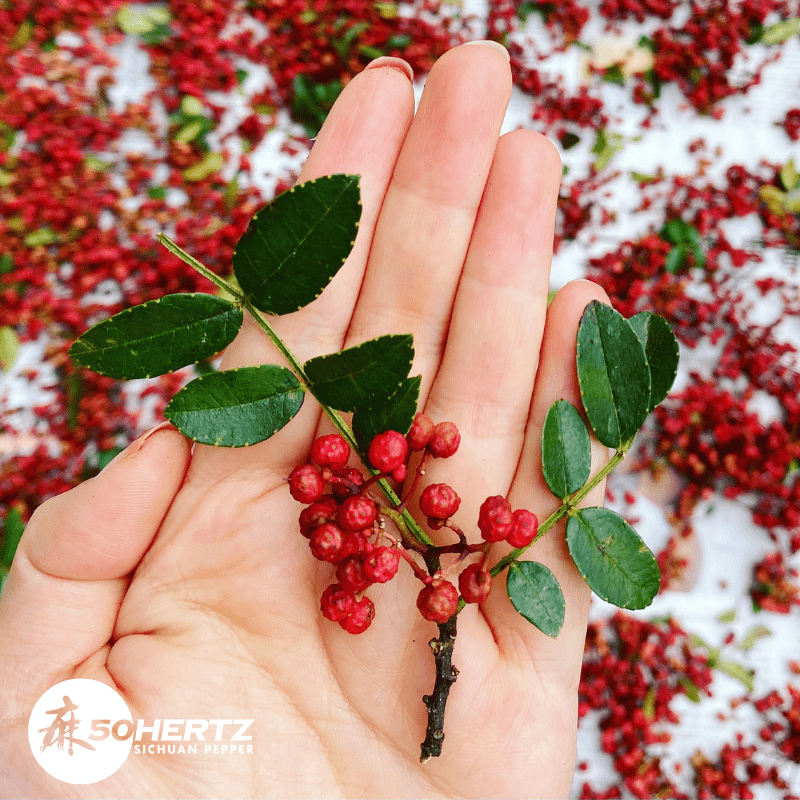 50Hertz Sichuan Pepper  Red Sichuan Pepper Oil