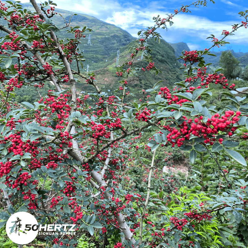 50Hertz Sichuan Pepper Red Sichuan Pepper Oil