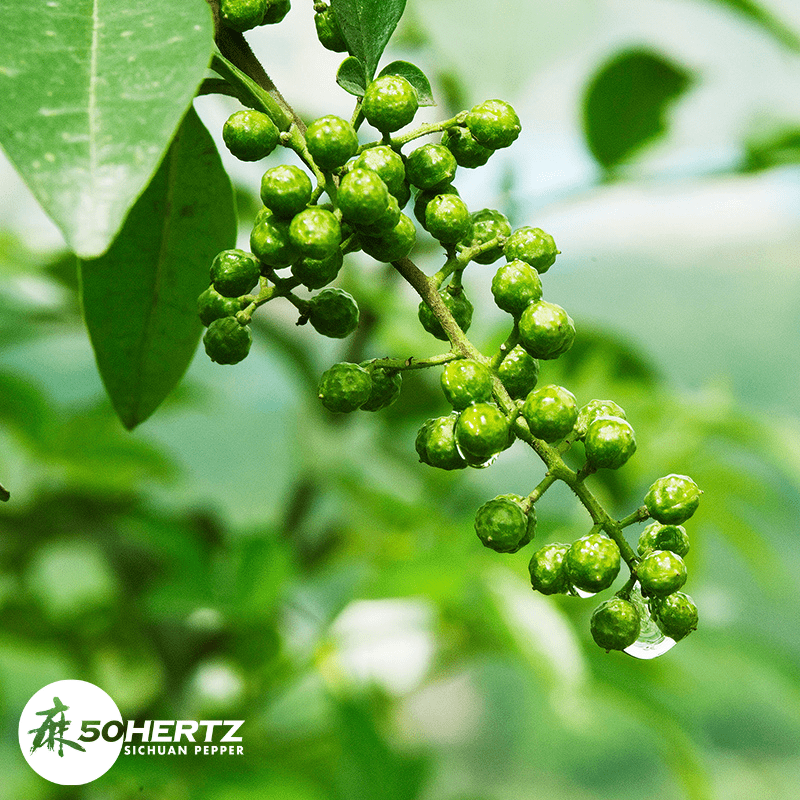 Sichuan Pepper Oil Green Sichuan Pepper Oil