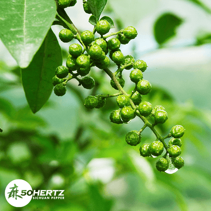 Sichuan Pepper Oil Green Sichuan Pepper Oil