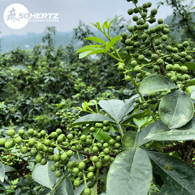 Sichuan Pepper Oil Green Sichuan Pepper Oil
