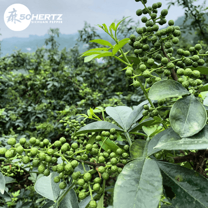Sichuan Pepper Oil Green Sichuan Pepper Oil