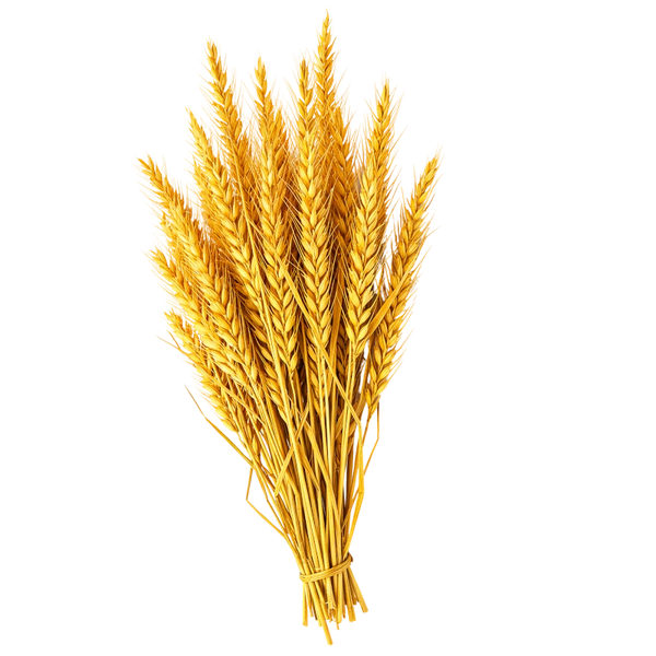 Wheat